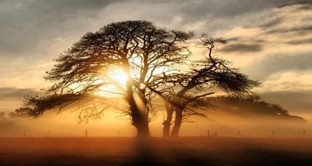 Beautiful - sun rise, sun set, nature, tree