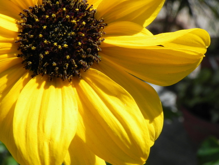 lovely Flower - yellow, green, beautiful, brown