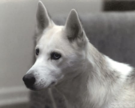 The White Dog - nature, dogs, puppies, animals, wolves, huskies