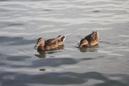 Ducks - duck, water, swimming, brown