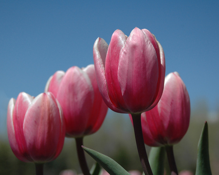 tulips for Andonia - nature, tulips, flowers, pink