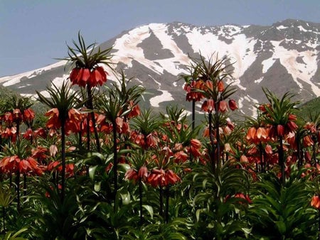 mountain meadow - flowers, turkey, beautiful, meadow, lillies, mountain