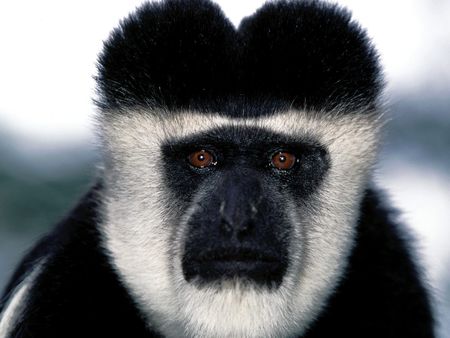 The Monkey Stare - trees, baby monkies, chimpanzees, primates, rainforest, bananas, nature, gorrilas, monkies, funny animals, animals