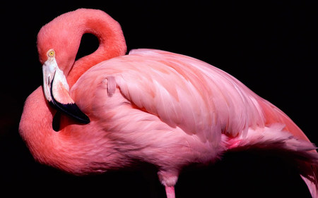 Pink Feathers - nature, birds, pink animals, flamingoes