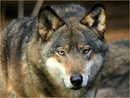 Sweet Wolf - gray wolves, nature, dogs, puppies, animals, wolves