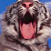 Yawning-Tiger