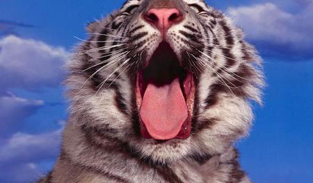 Yawning-Tiger - beauty, mouth, sky, animals, clouds, tiger