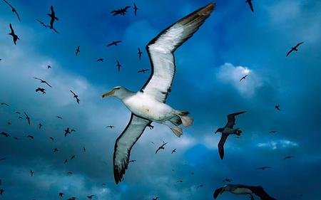 Albatross - sky, animals, wings, bird, flying, clouds, blue, birds, fly