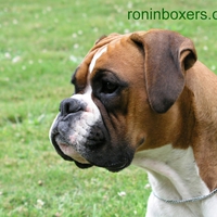 Boxer Stare