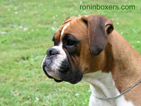 Boxer Stare - boxer puppy, nature, dogs, grass, boxer dogs, animals