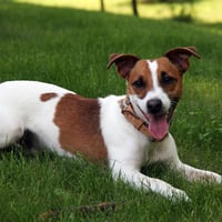 Jack Russell Terrier