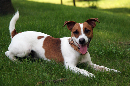 Jack Russell Terrier - nature, dogs laying down, jack russell terrier, dogs, grass