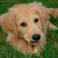 Golden Pup