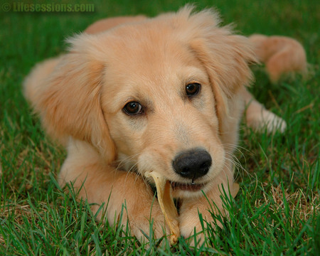 Golden Pup - nature, dogs, puppies, animals, golden retrievers