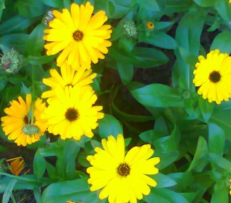 Daisies - daisy, flowers, yellow, nature