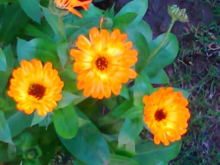 Daisies - nature, orange, flowers, daisies