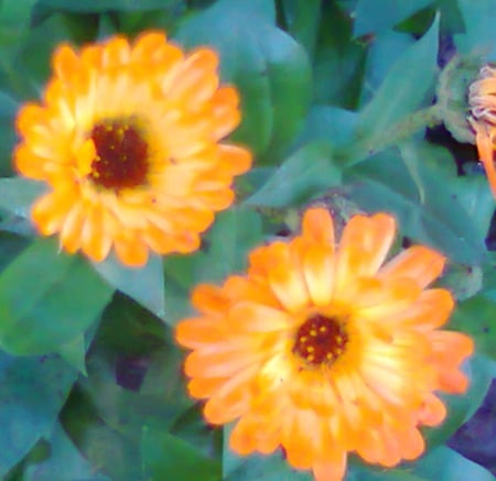 Daisies - daisies, flowers, orange, nature