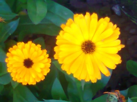 Daisies - daisies, flowers, yellow, nature