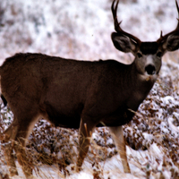 Mule Deer