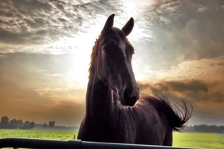 Morning - morning, fence, horse, cloudy sky, ranch, grass