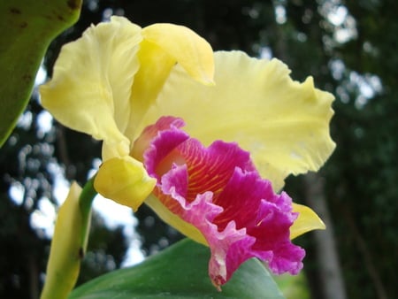 Beautiful Orchid...for CroZg - rose, flower, yellow, pink