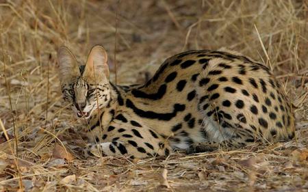 The Serval Cat - nature, cubs, cats, kittens, animals, big cats