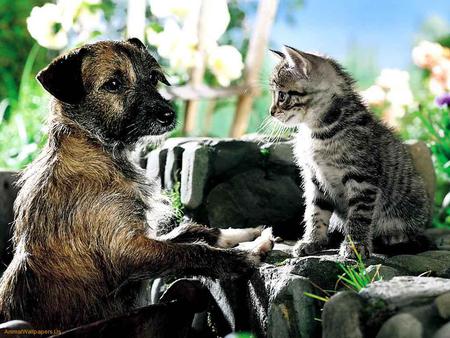 Best Friends Forever - waterfalls, puppies, little cats, wolves, nature, kittens, dogs, cats, mountains, rocks