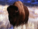 The Bison