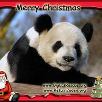 Panda Claus