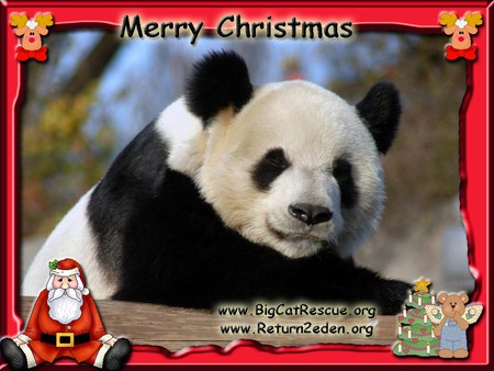 Panda Claus - bears, reindeer, animals, black bears, sun bears, panda bears, christmas, polar bears