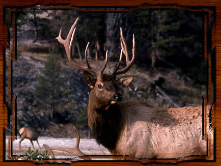 Yellowstone Elk - elk, nature, deer, moose, caribou, mountains, rocks, animals