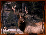 Yellowstone Elk