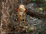 Doe in the Forest