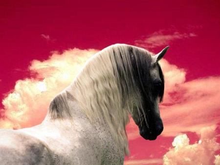 White Horse - nature, horses, sky, planets, clouds, ponies, arabians