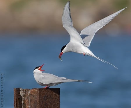 birds - bird, sea, cool, blue