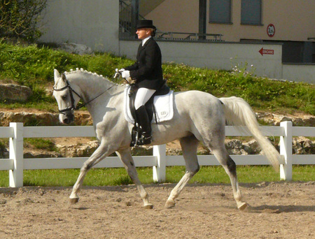 Dressage - nature, horses, ponies, horse shows