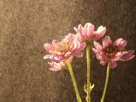 Pink flowers - three, flower, rain, pink, water, beautiful, flowers, peonies, texture, nature, green