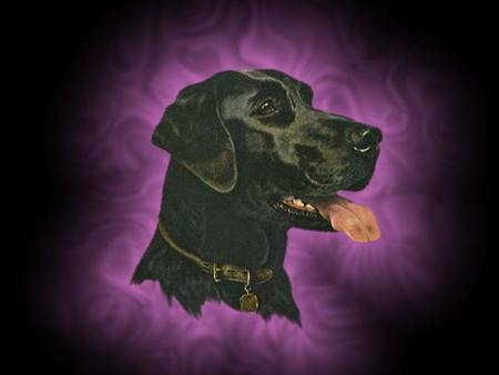 The Black Labrador - animals, fantasy, dogs, labradors, nature