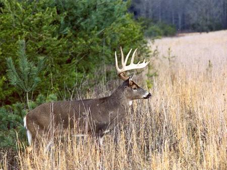 The Stand For Freedom - doe, nature, deer, bucks, animals