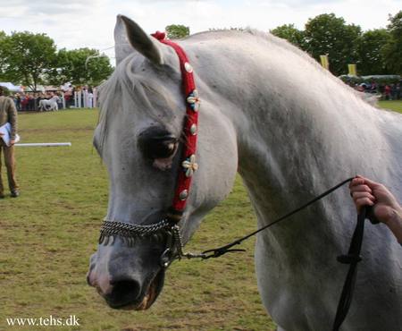 The White Beauty - arabians, nature, horses, ponies