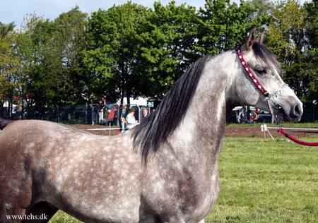 The Gray Arabian - nature, horses, gray horses, animals, ponies, arabians