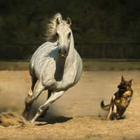 Horse and dog