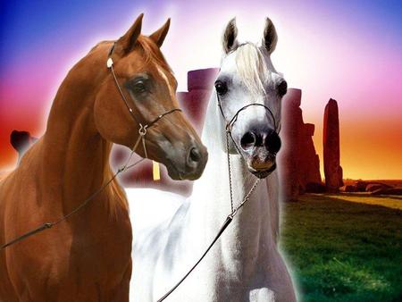 2 Horses - nature, ponies, canyon, arabians