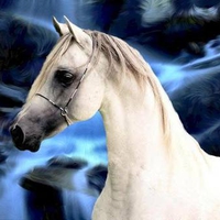 The White Stallion