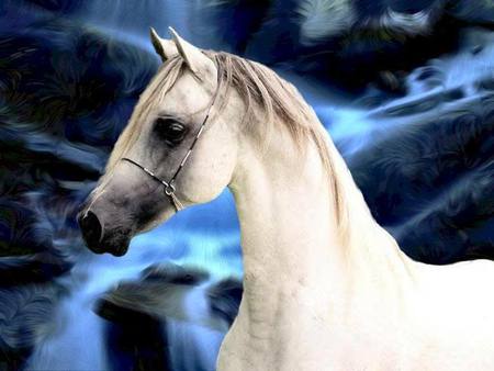 The White Stallion - arabians, dark clouds, nature, skys