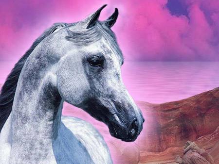 The Gray - horses, pink skys, mountains, animals, nature