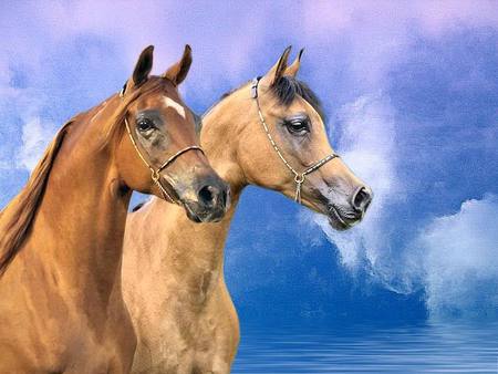 2 Stallions - clouds, arabians, nature, animals