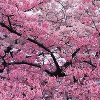 Up in the branches