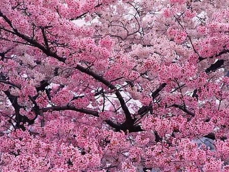 Up in the branches - blossoms, pink, flowers, spring, tree, branches, trees