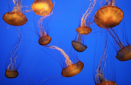 Jellyfish - jellyfish, ocean, water, sea